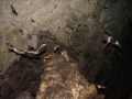 ... des milliers de chauve-souris s'envolent de la grotte