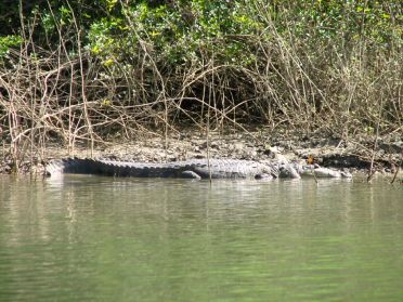 ... ainsi que quelques gros crocodiles !