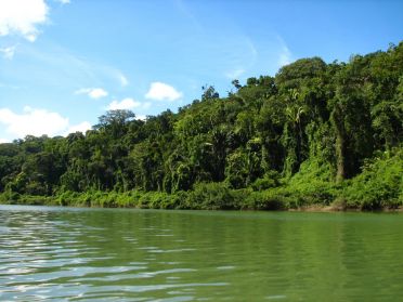 Sur les berges, la jungle se fait de plus en plus touffue
