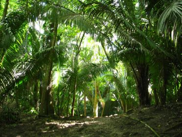 Les ruines d'El Ceibal sont enfouies dans la jungle