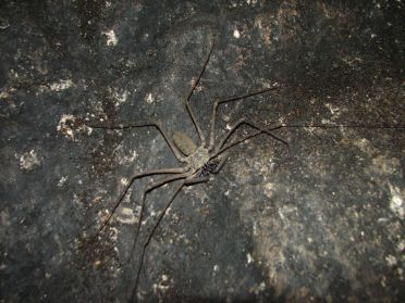 ... heureusement pas venimeuse !