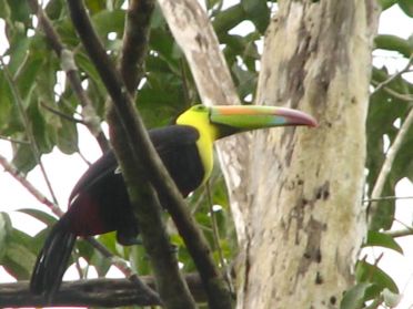 Mauvaise photo, mais joli toucan !