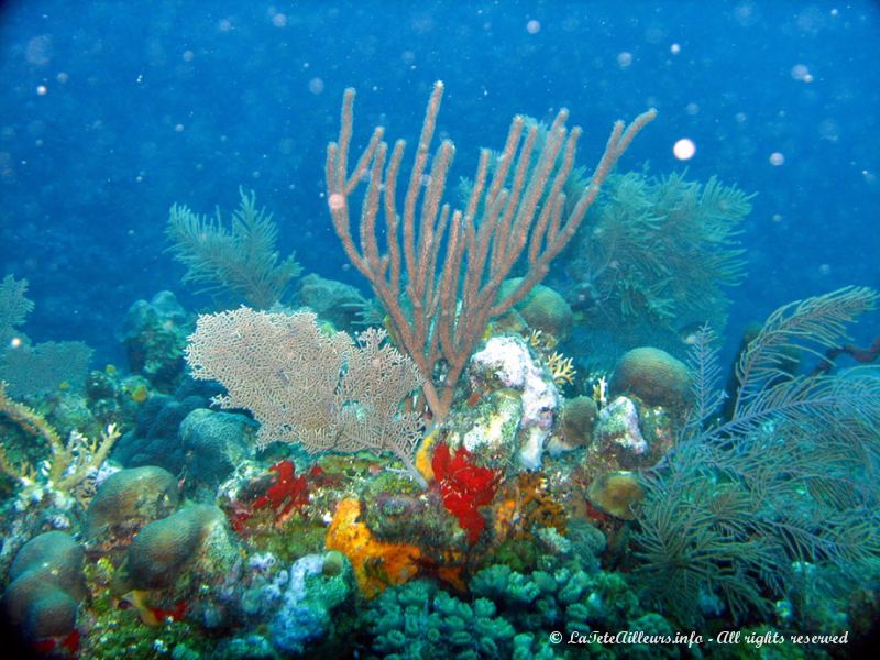 Une grande variété de coraux peuple la seconde plus grande barrière de corail du monde