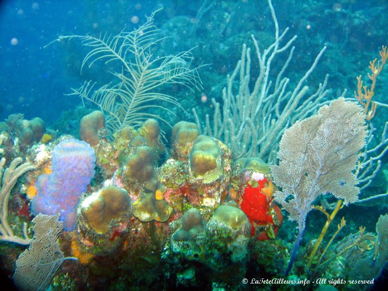 On se croirait dans un aquarium !