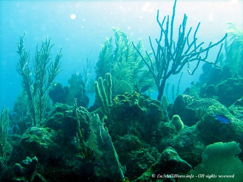 La barrière de corail au large de Roatán est un vrai jardin sous-marin !