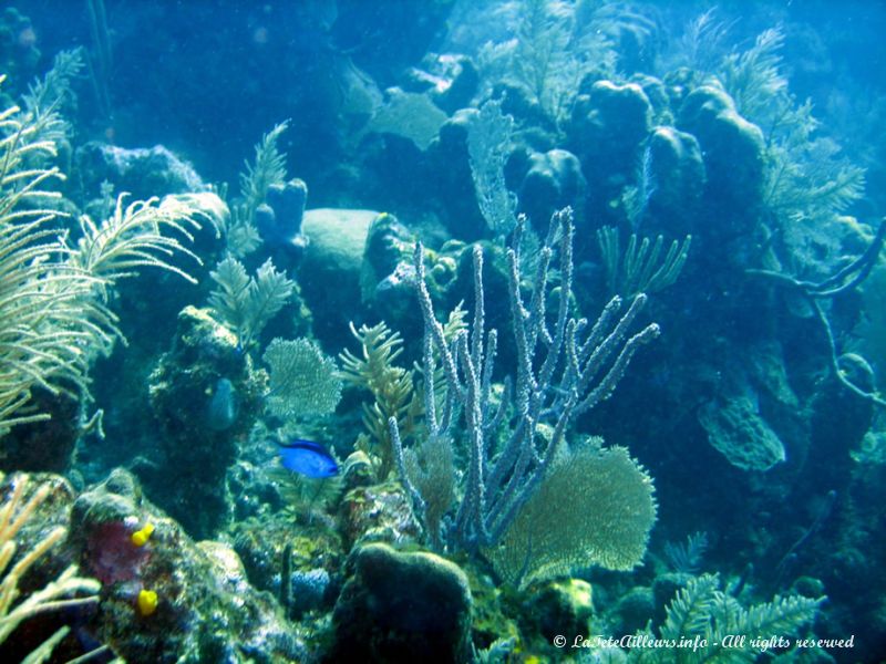 Un aquarium géant !