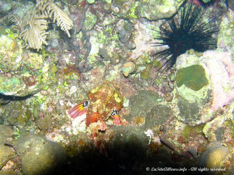 Un gros poisson-pierre au parfait camouflage