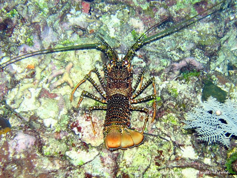 De nombreux animaux sortent de leur cachette la nuit, comme ce beau homard tacheté