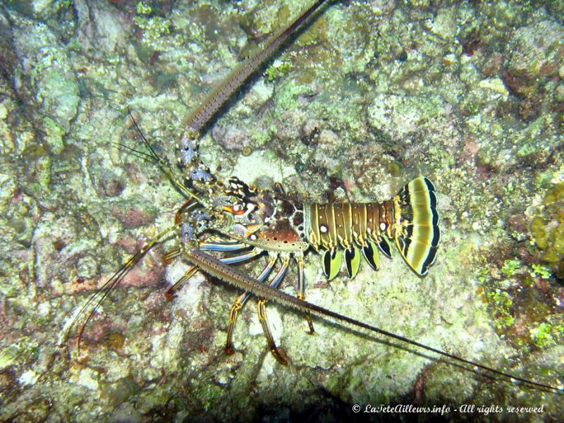 Un homard très joliment coloré