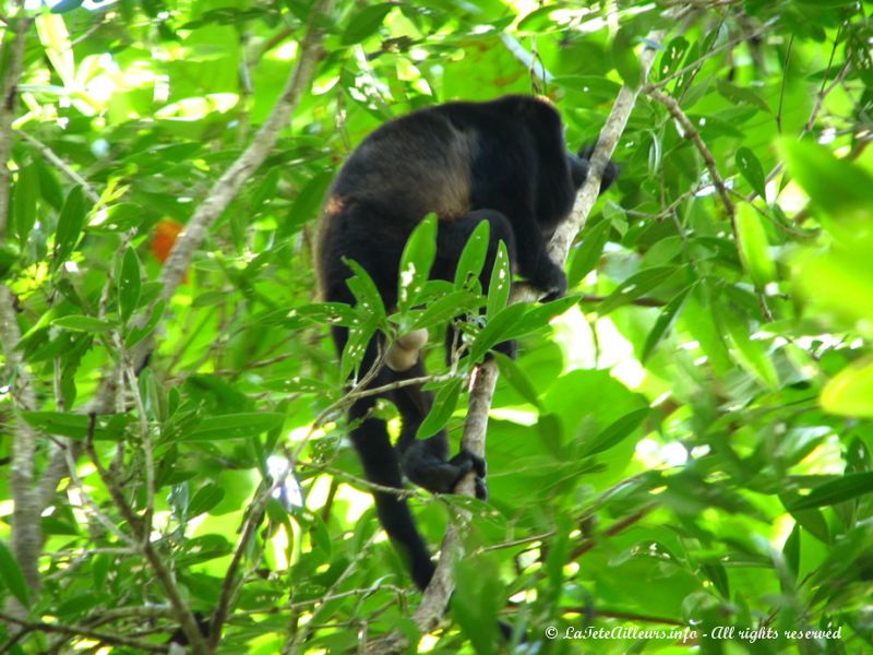 Des singes hurleurs vivent également dans la jungle du parc