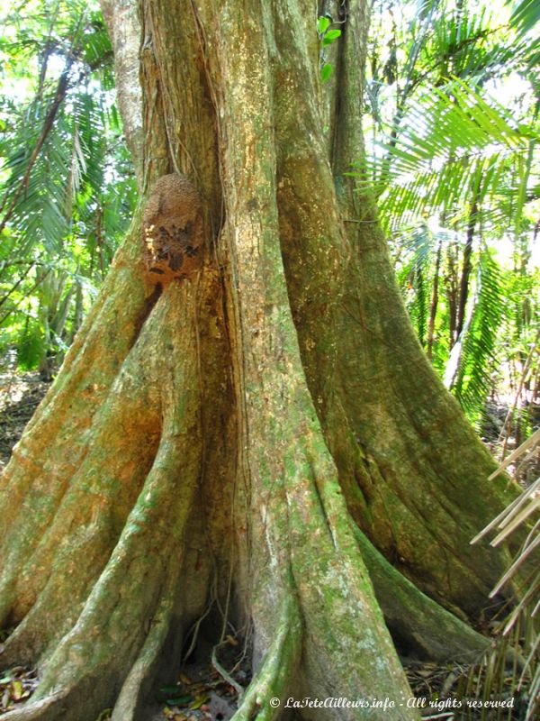 Cet arbre à la sève rouge ressemblant à du sang soignerait du paludisme