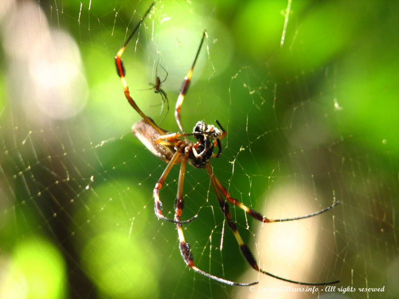 La morsure de ces grosses araignées est mortelle pour l'homme