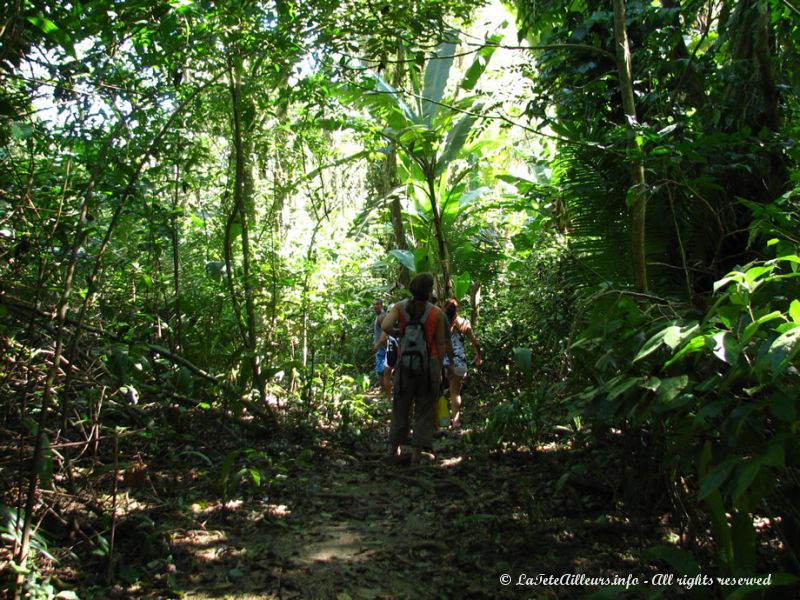 Nous pénétrons dans la jungle