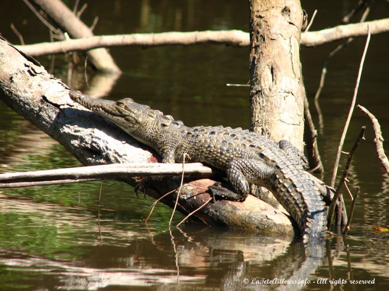 Un joli bébé crocodile