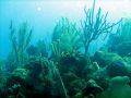 La barrière de corail au large de Roatán est un vrai jardin sous-marin !