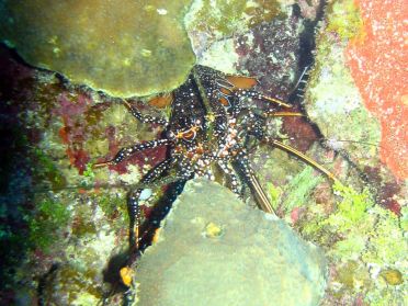 Protégés, les homards et autres crustacés pullulent dans ces eaux chaudes