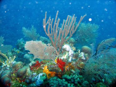 Une grande vari&eacute;t&eacute; de coraux peuple la seconde plus grande barri&egrave;re de corail du monde