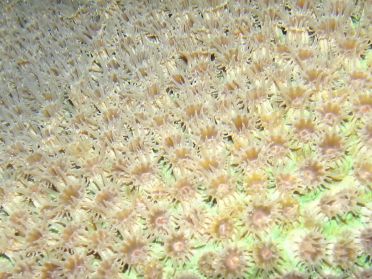 Compl&egrave;tement ouvert pendant la nuit, le corail est superbe !