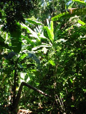L'&eacute;paisse jungle du Punta Sal