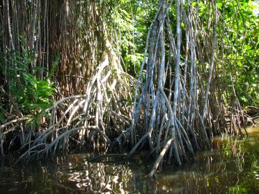 On slalome en cano&euml; &agrave; travers la mangrove