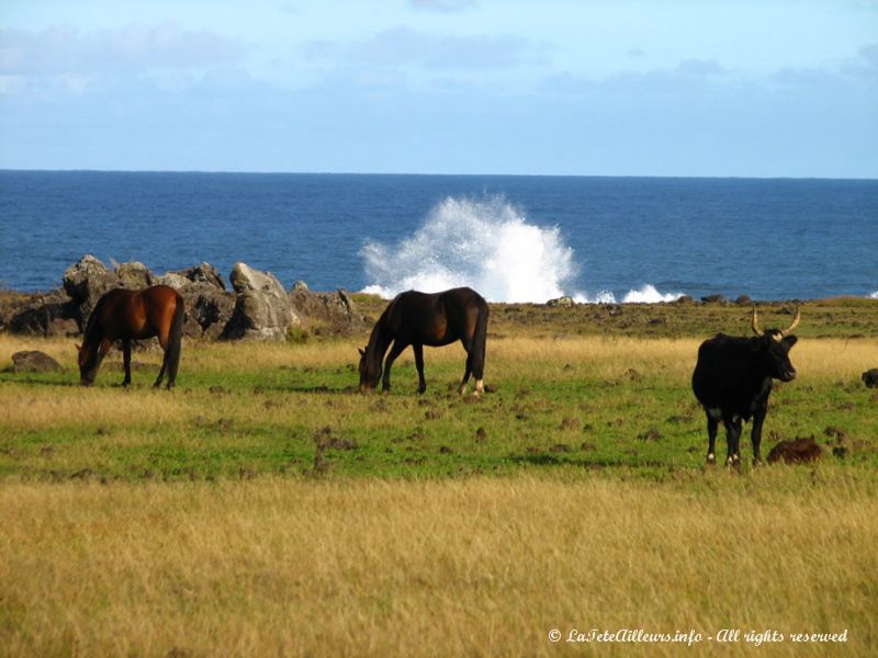 Une île où les animaux sont plus nombreux que les voitures...