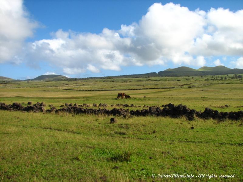 La quasi-totalité de l'île est recouverte de prairies où paissent de nombreux chevaux