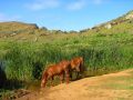 L'île de Pâques, un paradis pour les chevaux