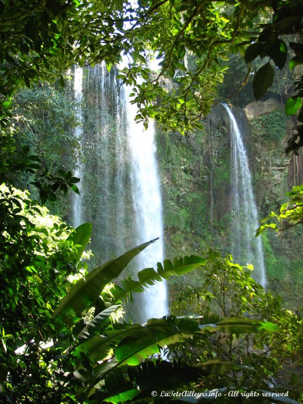 La vegetation tropicale est subime ici