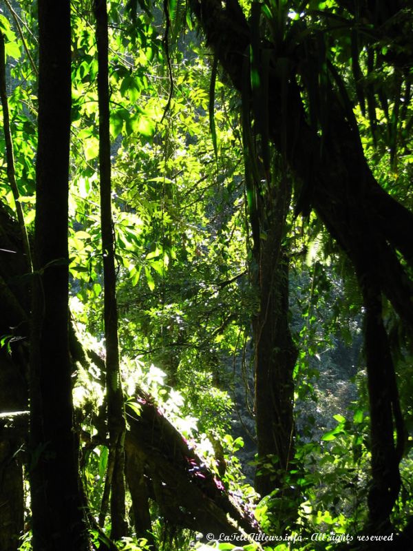 Ces chutes sont situees en plein milieu de la jungle