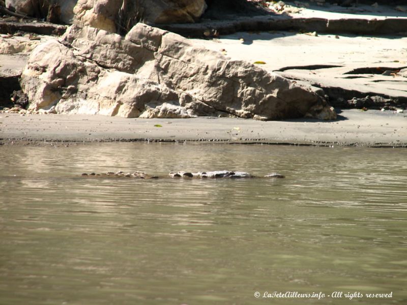 Vous l'aviez vu, le crocodile dans l'eau ?