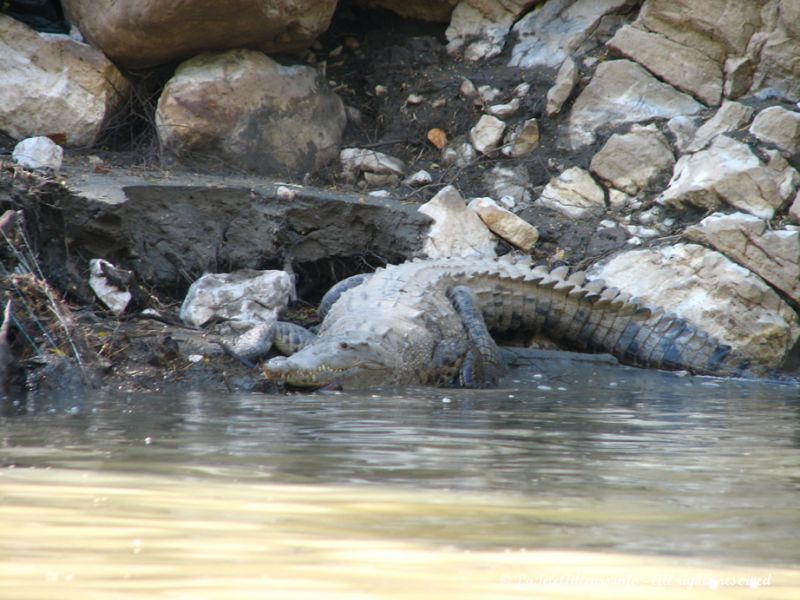 Les crocodiles se confondent vraiment avec leur environnement