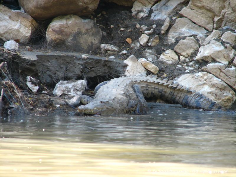 Les crocodiles se confondent vraiment avec leur environnement