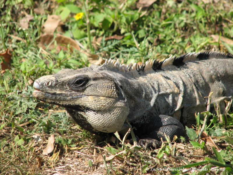 Un des nombreux iguanes peuplant Uxmal