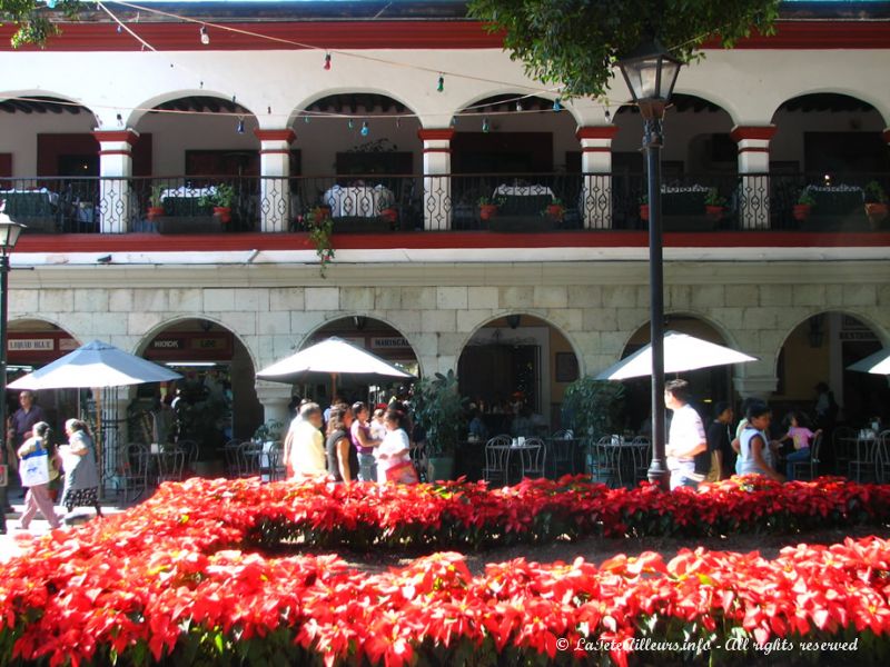 Des milliers de poincetias, les fleurs de Noel au Mexique, decorent la place