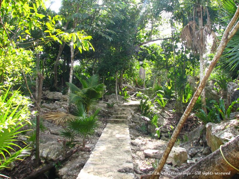 L'environnement tropical entoure les cénotes