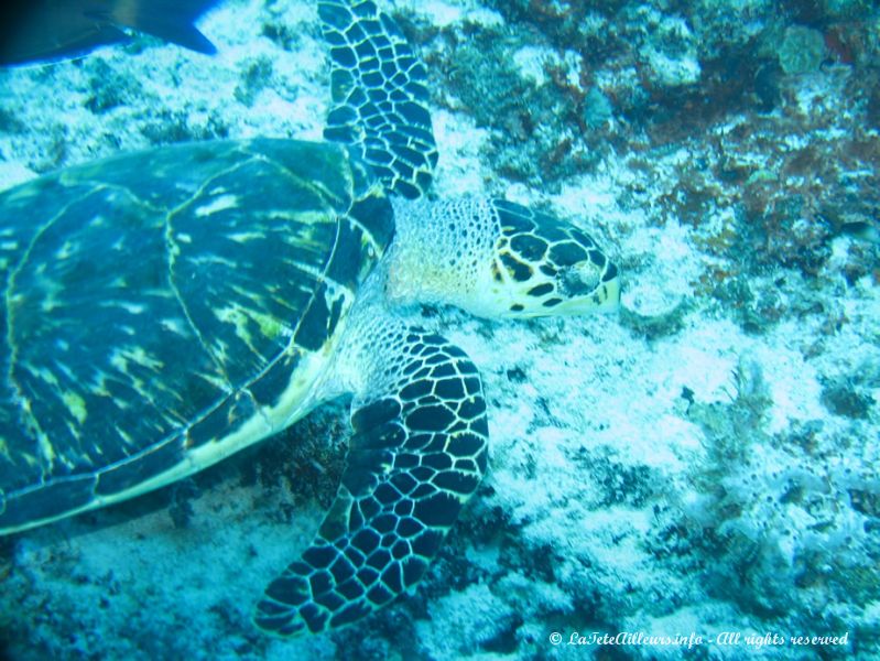 Les tortues se laissent approcher de très près