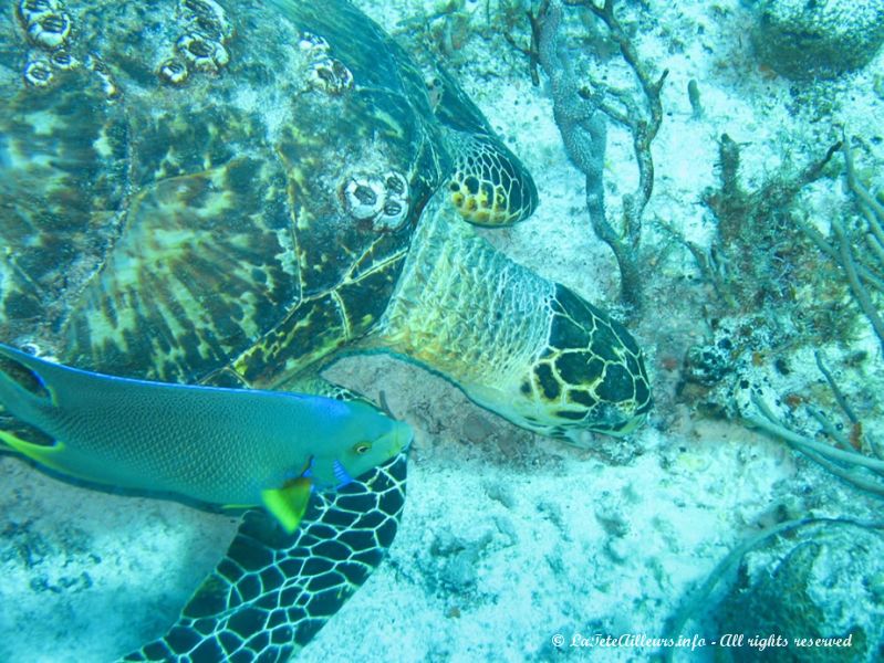 Les tortues ne voient pas à plus d'un mètre devant elle