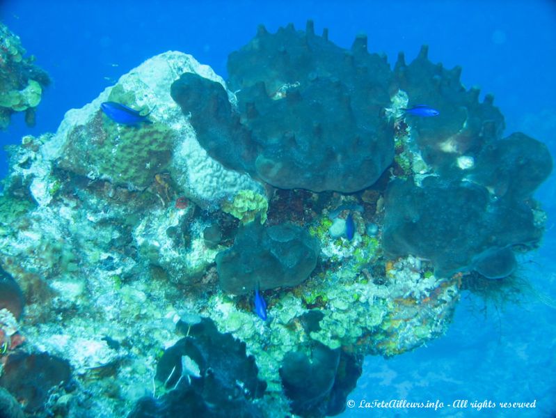 Première plongée aux environs de Cozumel