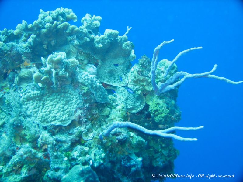 Ces fonds sont réputés mondialement pour la beauté des coraux