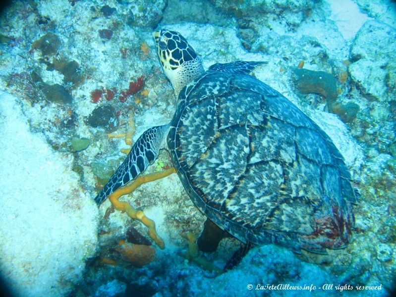 Ici aussi les tortues sont nombreuses