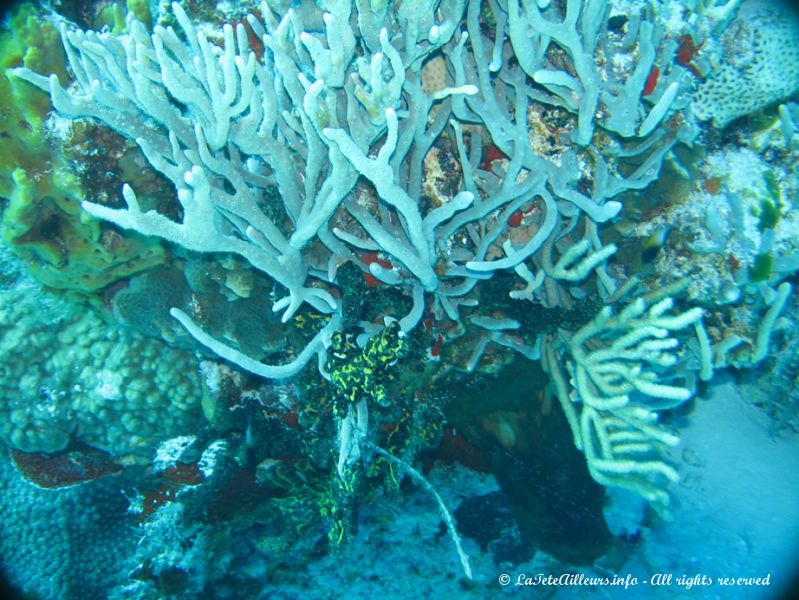 En s'approchant, on distingue toute la vie autour des coraux