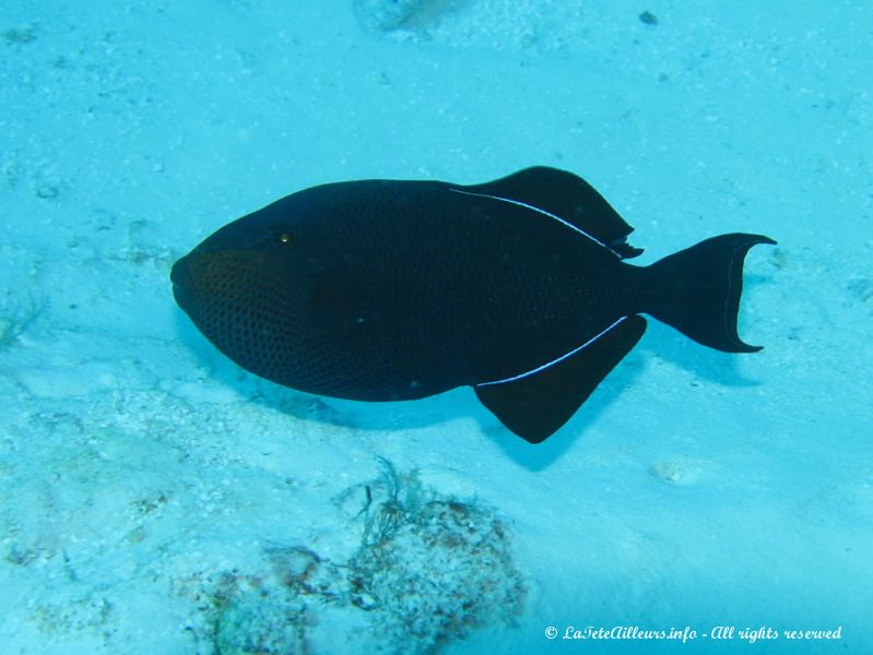 Les espèces de poissons sont innombrables ici