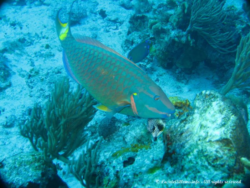 Un beau poisson perroquet