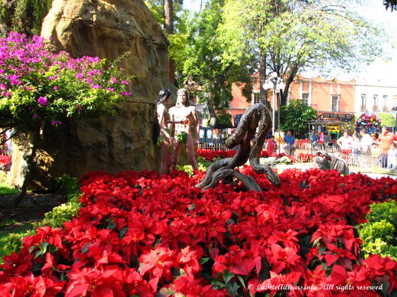 Pour les fêtes de Noël, le jardin (ainsi que toute la ville) est fleuri de milliers de pointetias