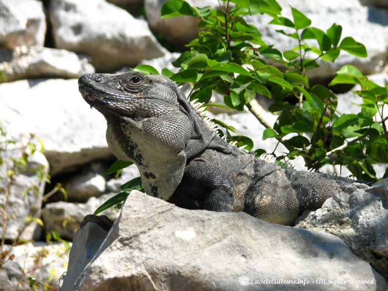 Les iguanes veillent sur les ruines