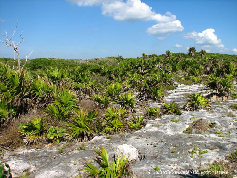 La végétation entourant les ruines de Tulum