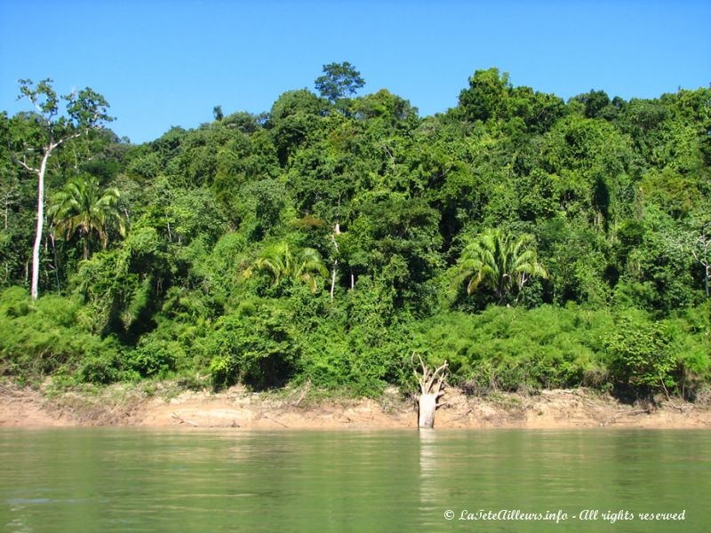 La rivière serpente à travers la jungle