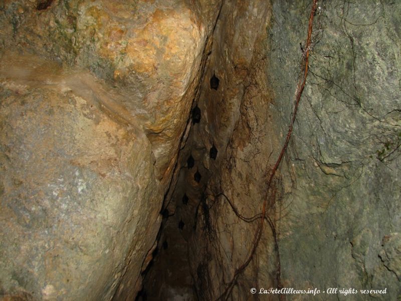 De nombreuses chauve-souris ont élu domicile dans la moiteur et l'obscurité des temples