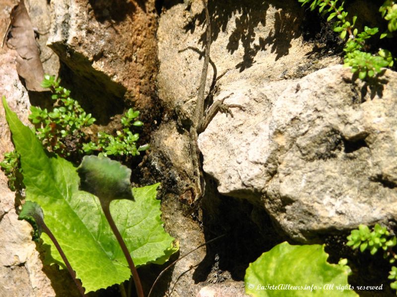 Un petit lézard bien camouflé !