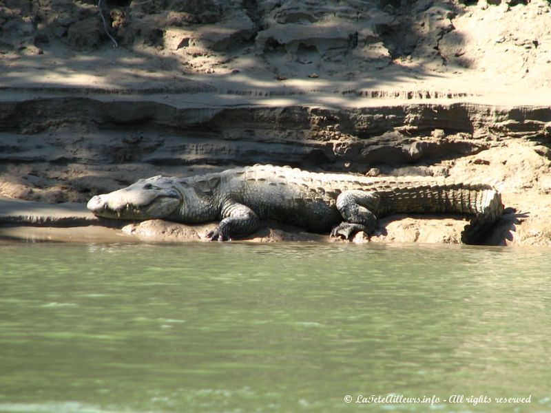 La aussi, de nombreux gros crocodiles peuplent les eaux de la rivière